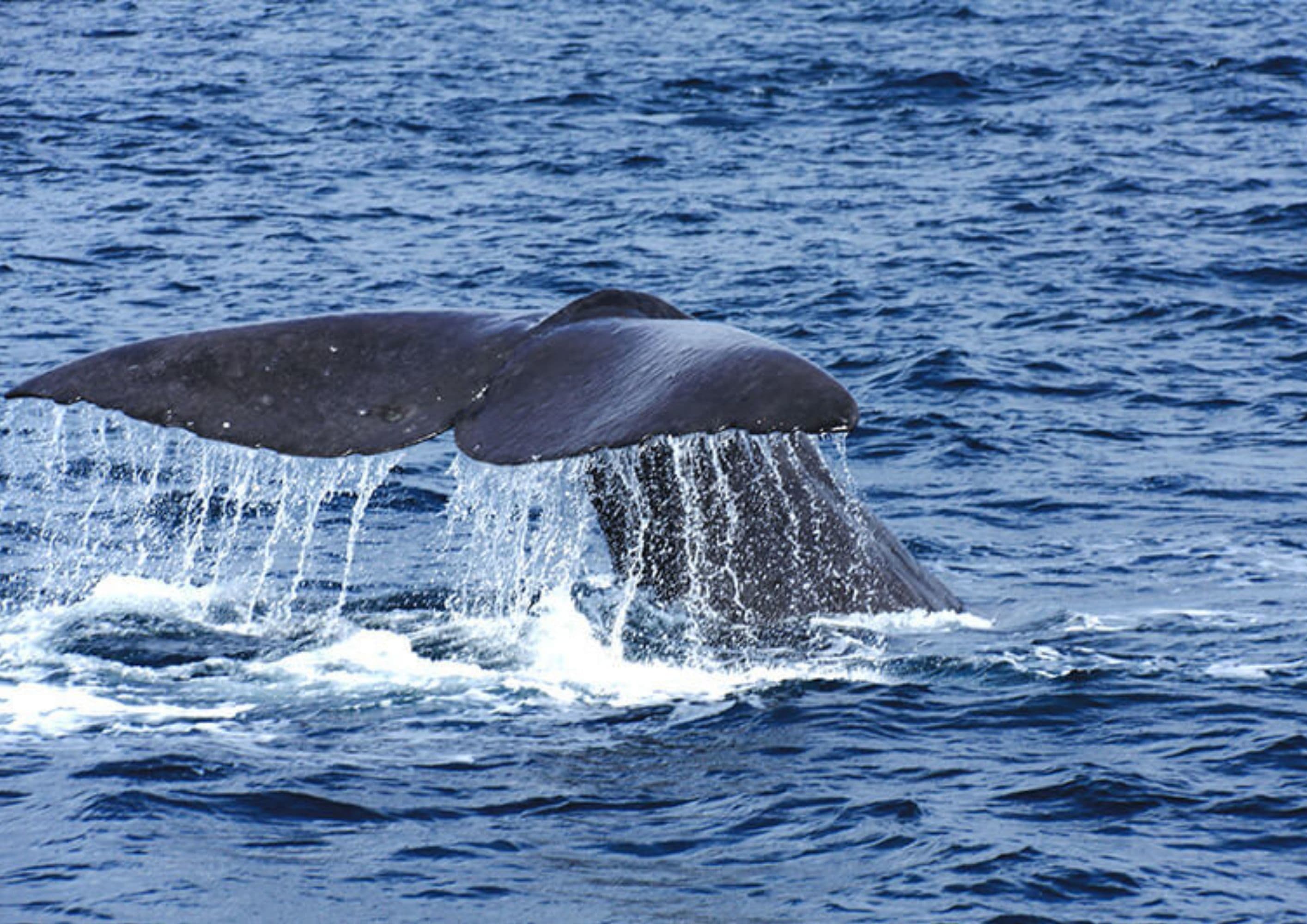 羅臼でクジラウォッチング