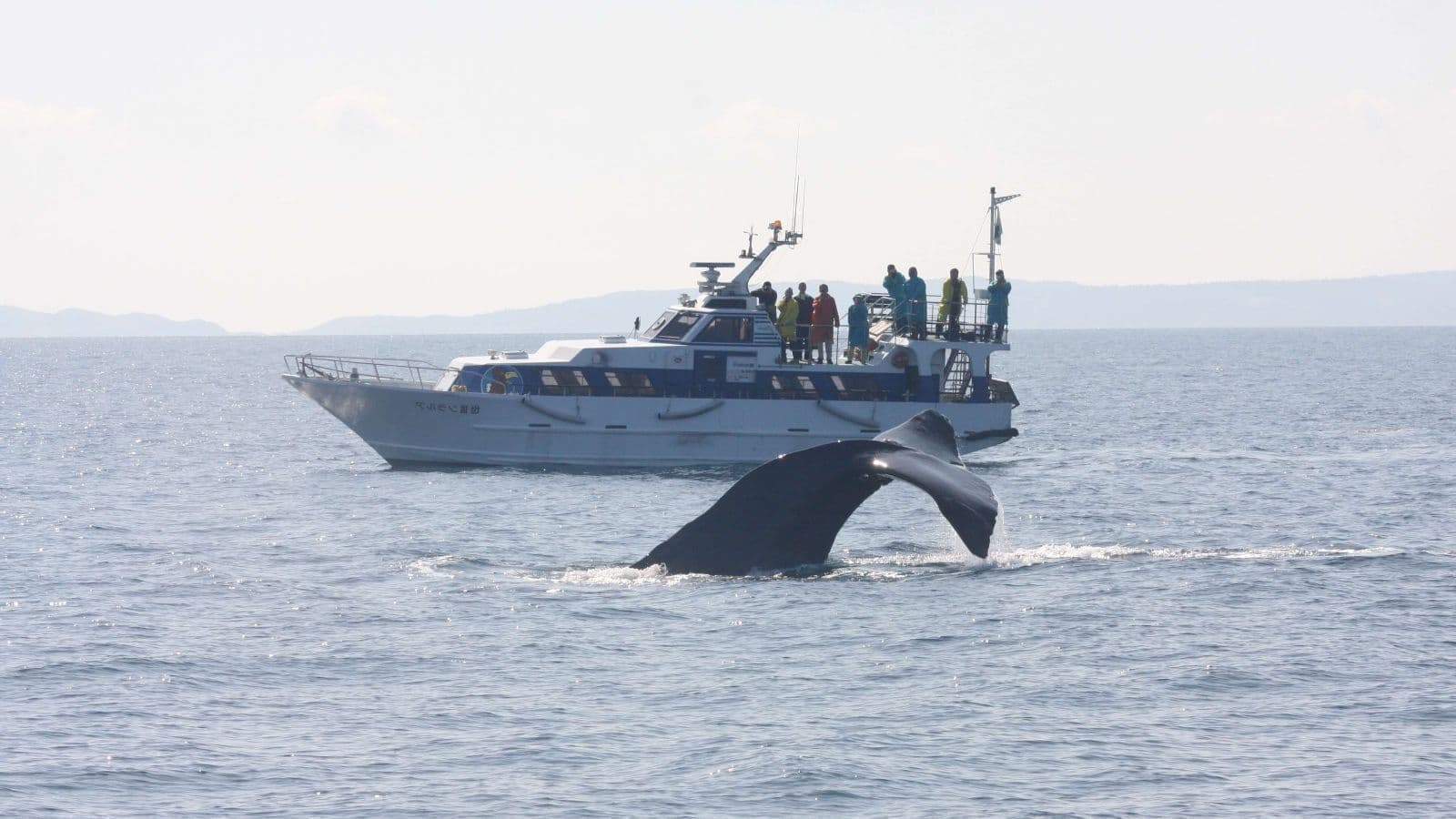 マッコウクジラウォッチング