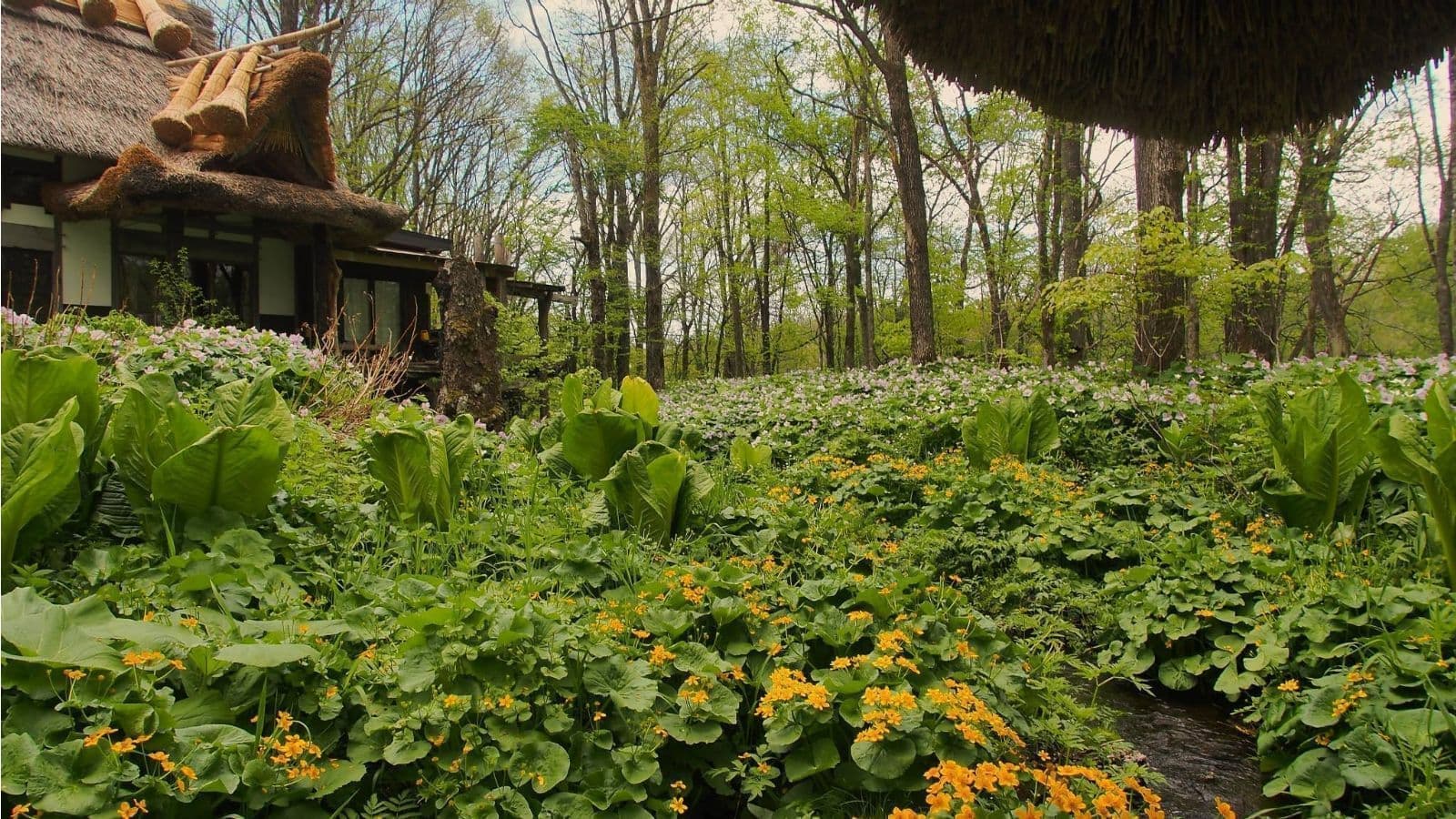 水芭蕉とシラネアオイ