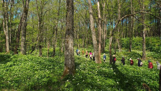 ニリンソウとオオバナノエンレイソウ
