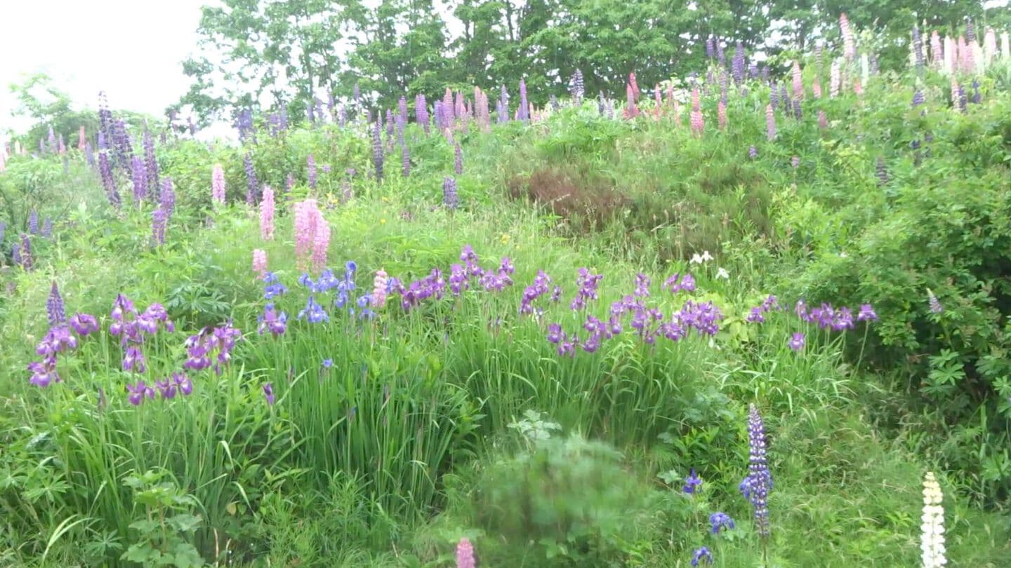 裏見の滝山彦の滝